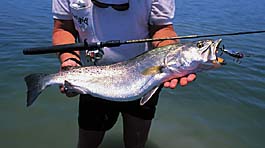 Large Trout