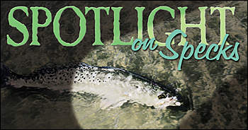 Spotlight on Specks