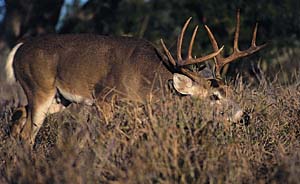 Whitetail sniffing