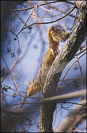 East Texas' national forest areas  offer quality spring squirrel hunting.