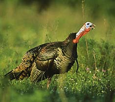Turkey