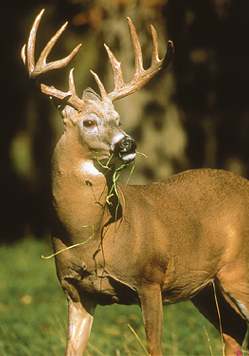 Whitetail Wheaties